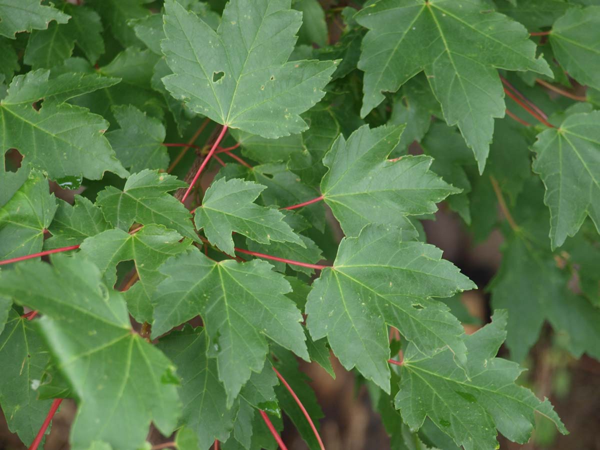 Acer rubrum 'October Glory' Tuinplanten blad