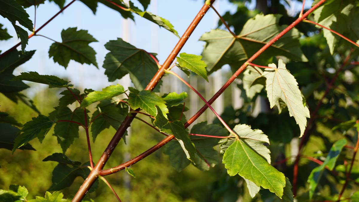 Acer rubrum 'October Glory' meerstammig / struik twijg