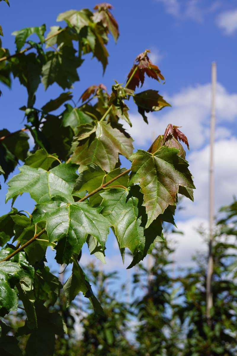 Acer rubrum 'Red King' Tuinplanten blad