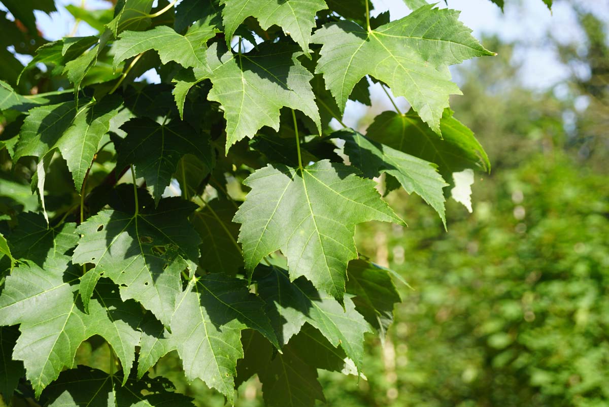 Acer rubrum 'Scanlon' meerstammig / struik blad