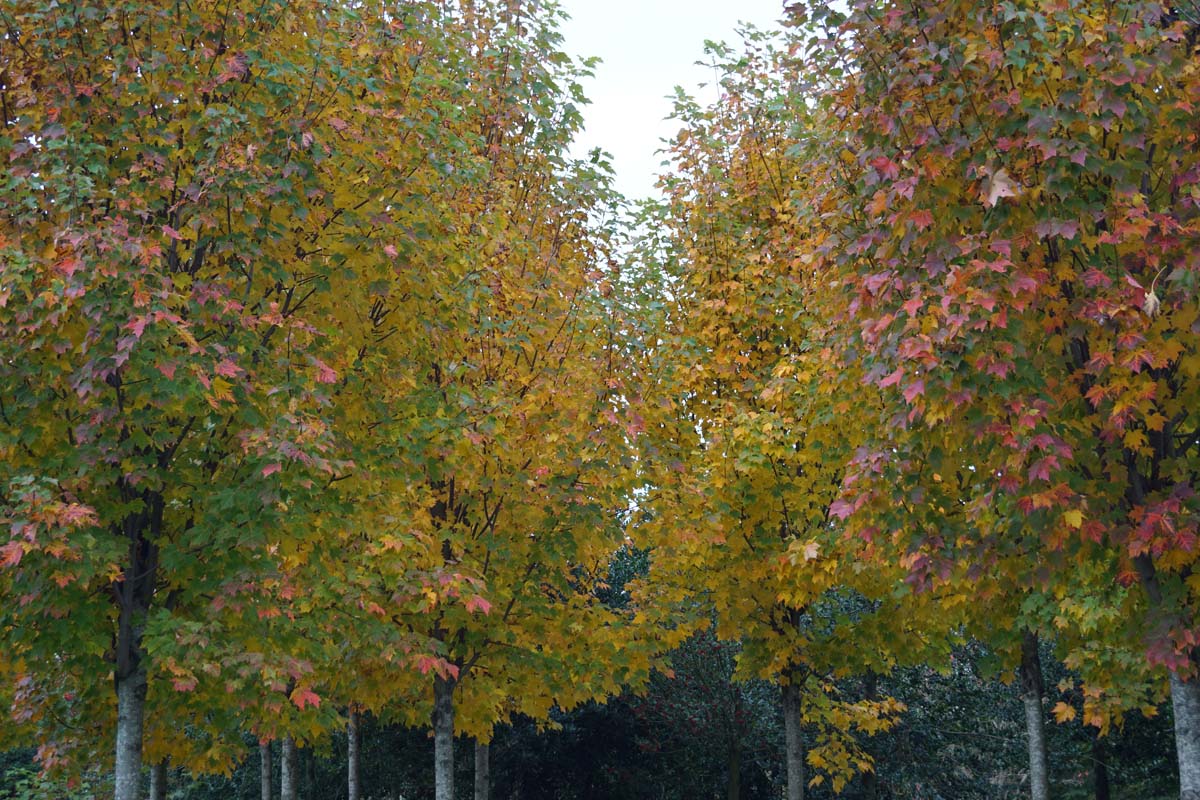 Acer rubrum 'Scanlon' meerstammig / struik herfstkleur