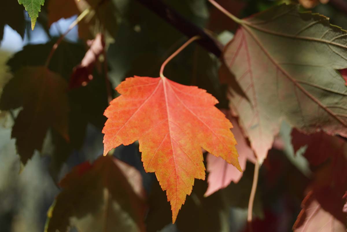 Acer rubrum 'Tilford' op stam
