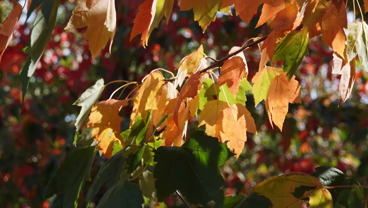 Acer rubrum 'Tilford' op stam