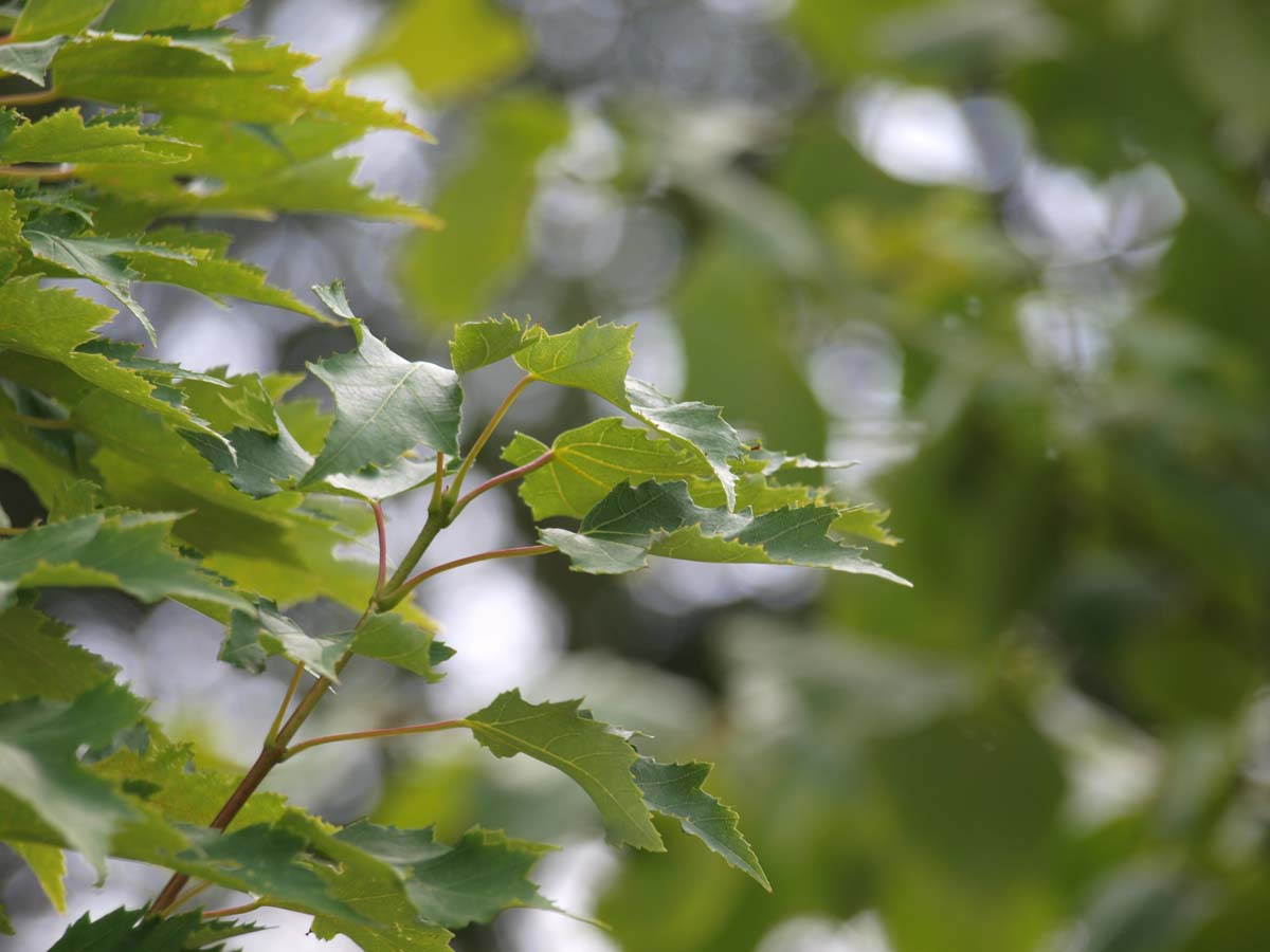 Acer rubrum 'Karpick' solitair