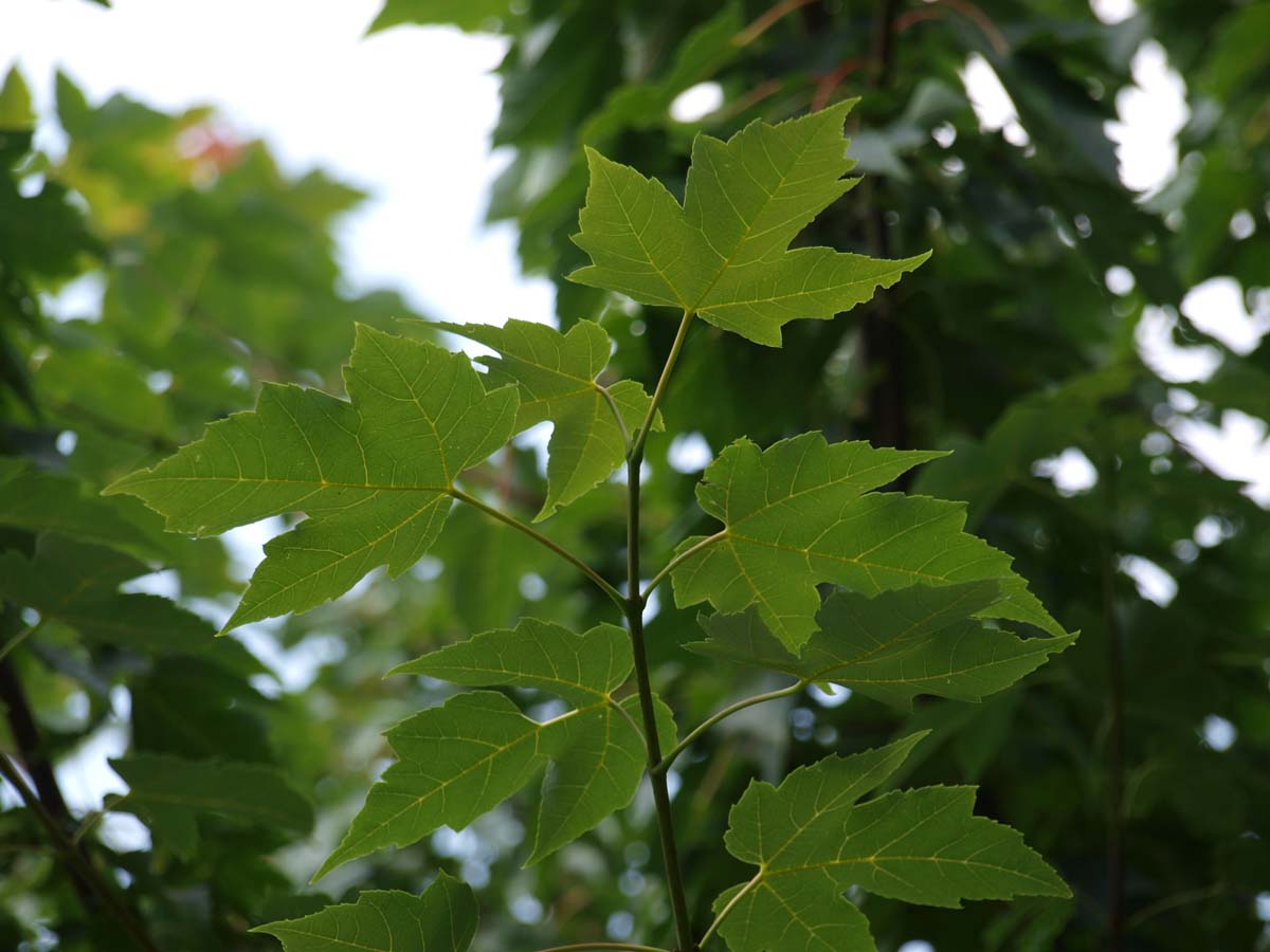 Acer rubrum 'Morgan' meerstammig / struik