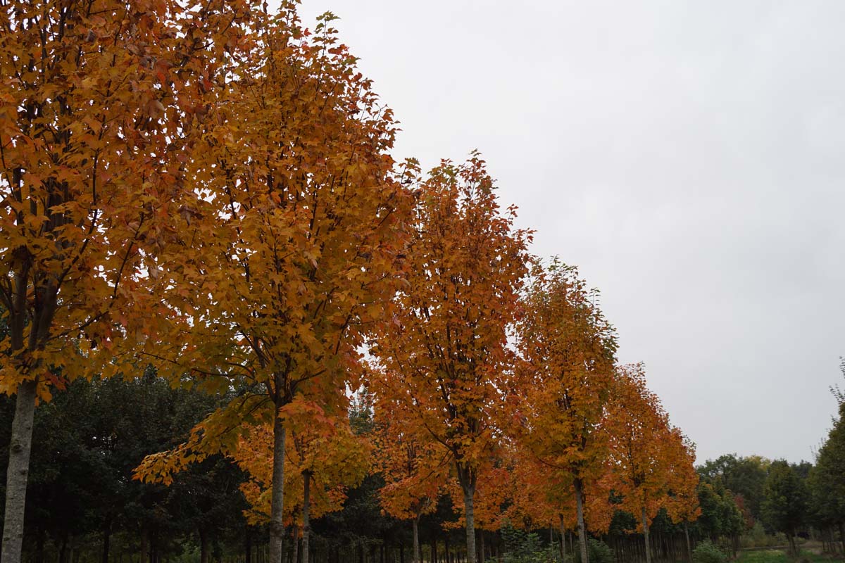 Acer rubrum 'Morgan' meerstammig / struik