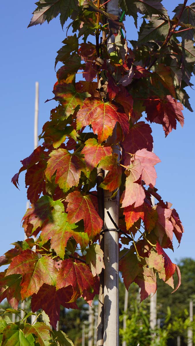 Acer saccharinum op stam