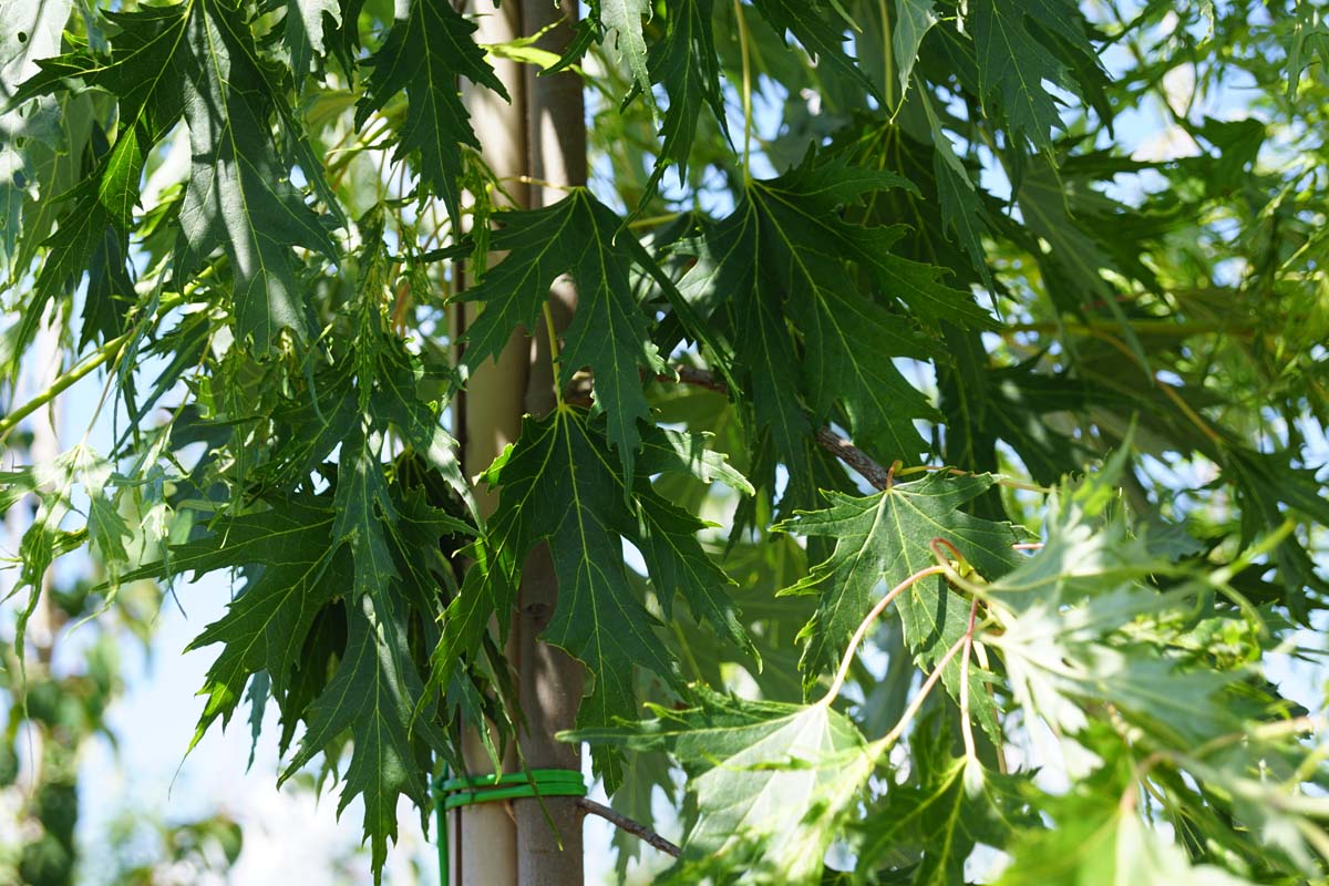 Acer saccharinum 'Born's Gracious' op stam blad