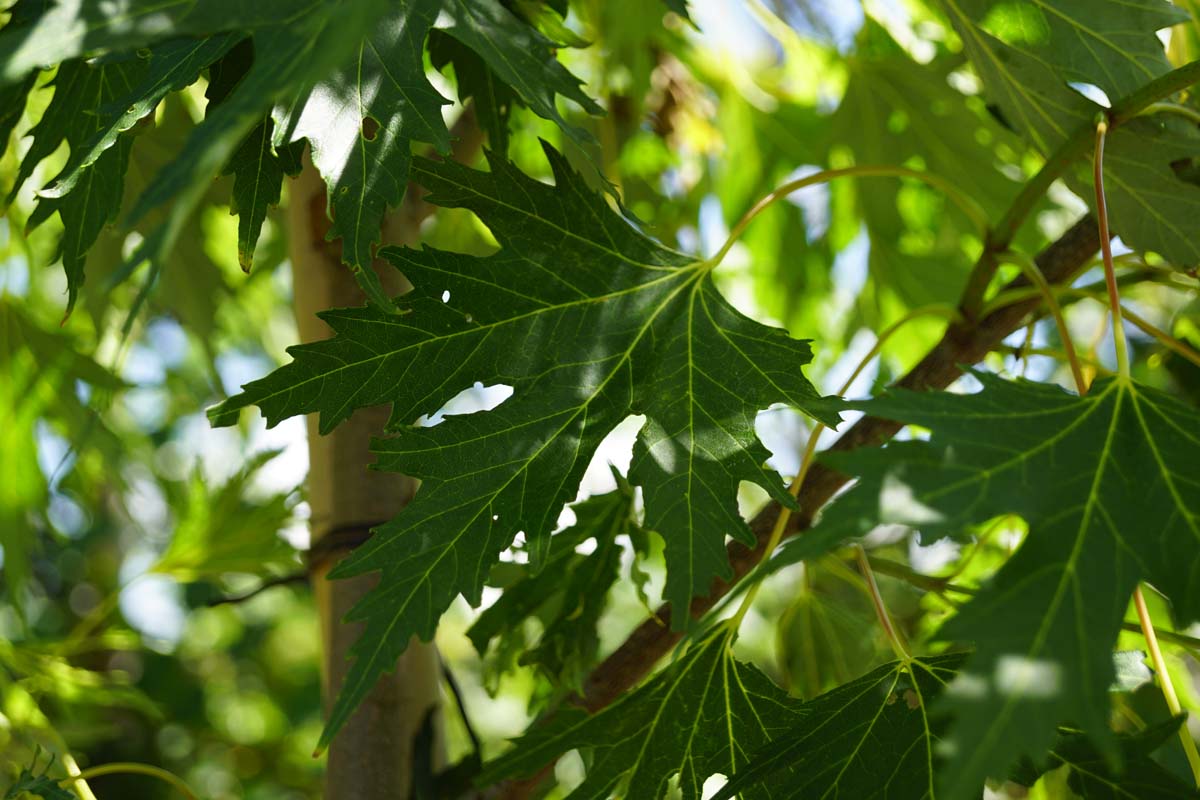 Acer saccharinum 'Laciniatum Wieri' solitair blad