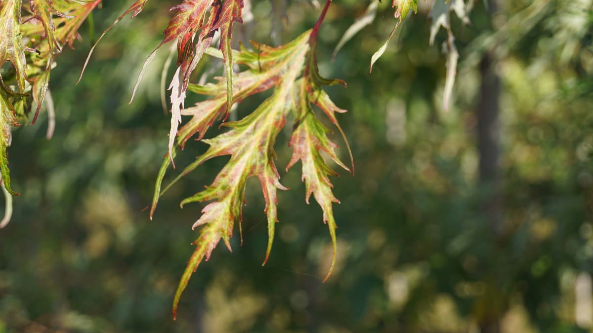 Acer saccharinum 'Laciniatum Wieri' Tuinplanten blad