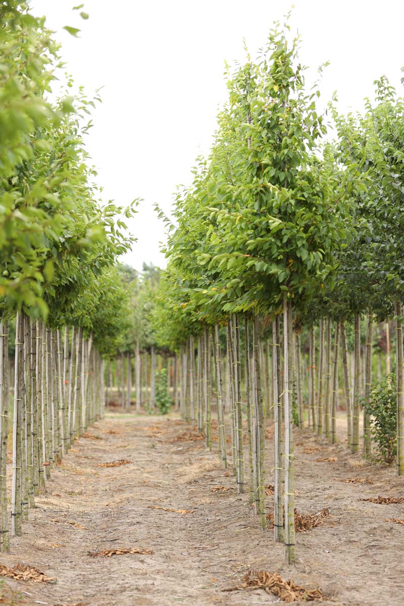 Carpinus betulus 'Frans Fontaine' op stam op stam