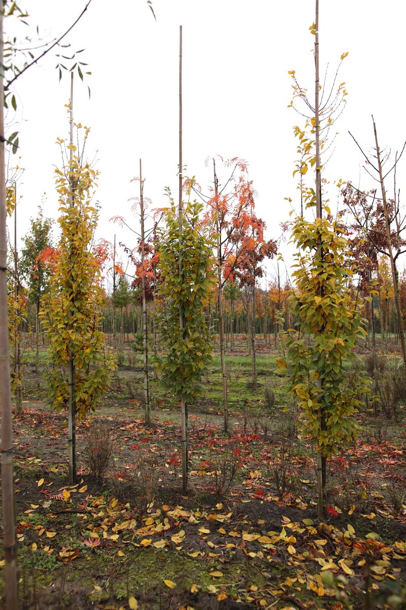 Carpinus betulus 'Lucas' op stam op stam