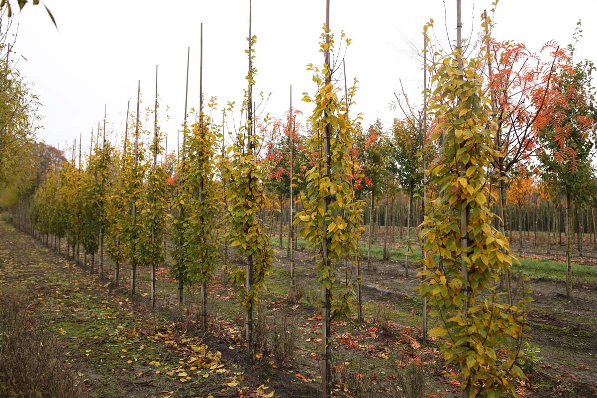 Carpinus betulus 'Lucas' op stam op stam