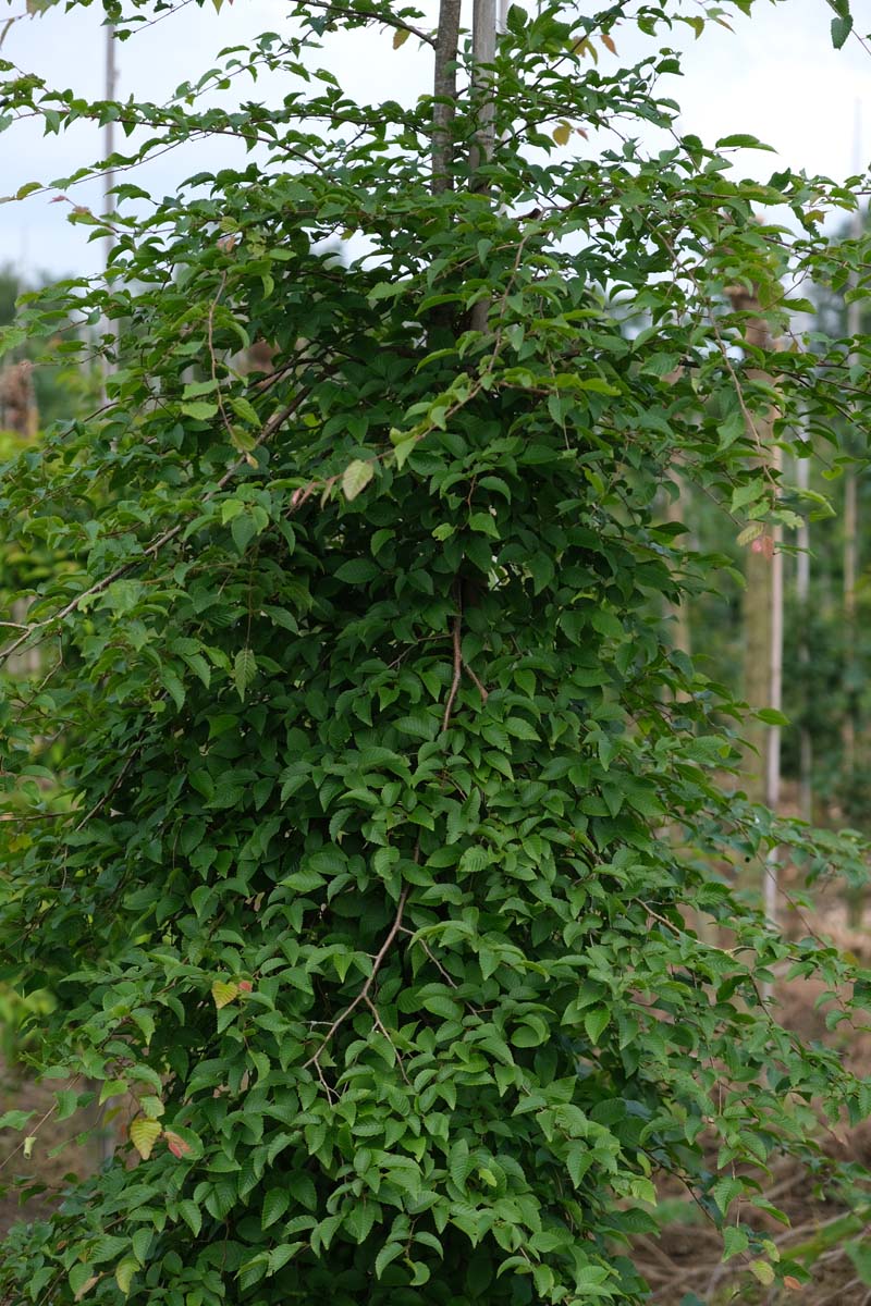 Carpinus monbeigiana op stam geveerd