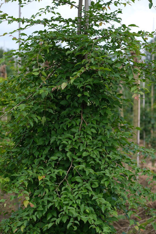 Carpinus monbeigiana op stam geveerd