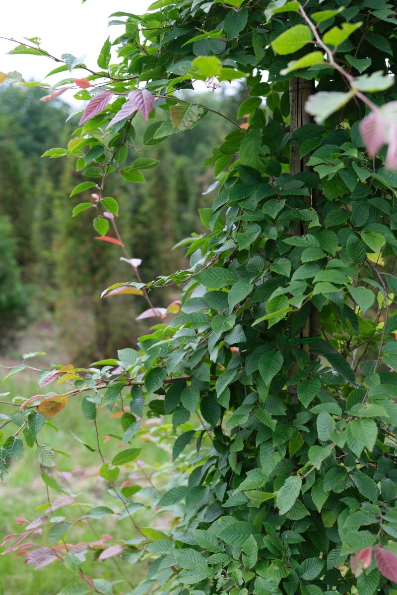 Carpinus monbeigiana op stam geveerd