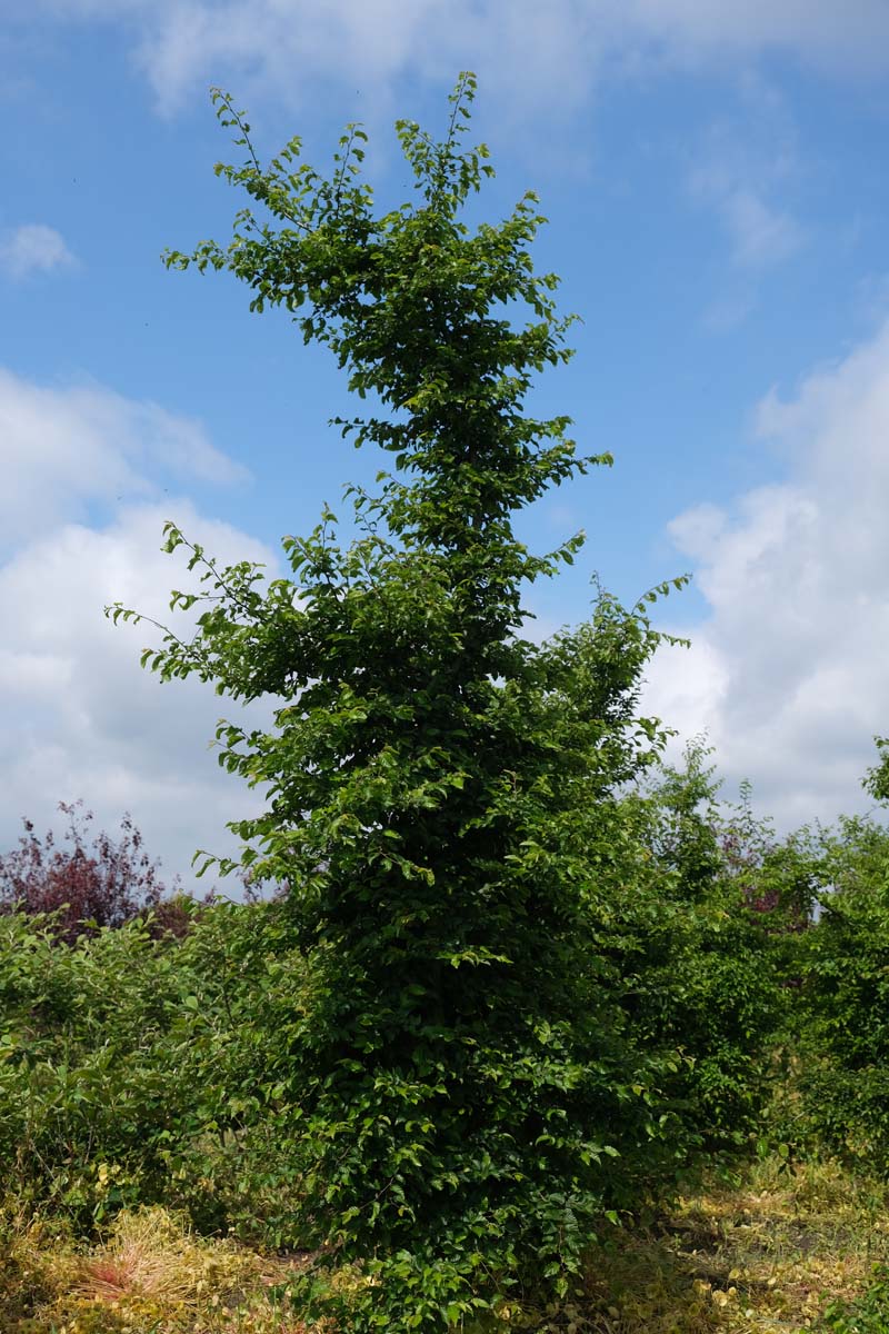 Carpinus orientalis solitair