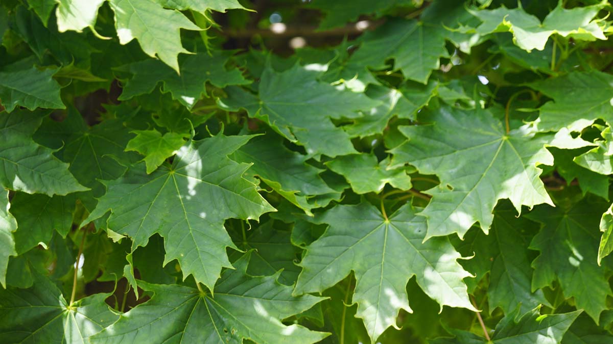 Acer platanoides 'Globosum' meerstammig / struik blad