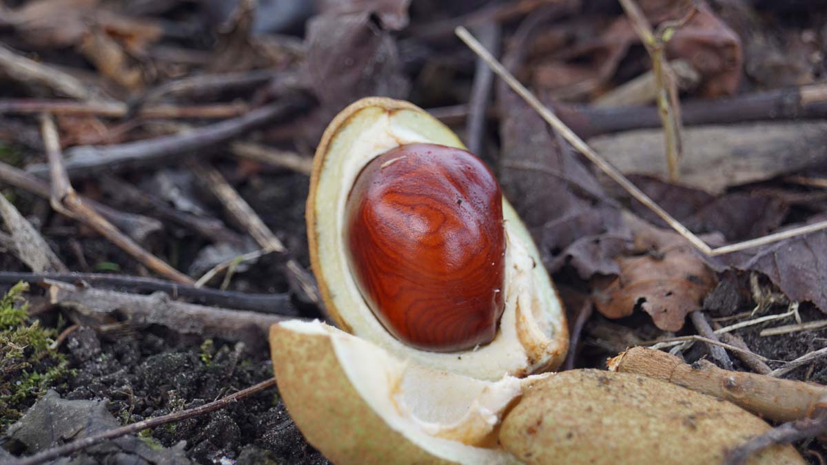 Aesculus carnea 'Briotii' solitair