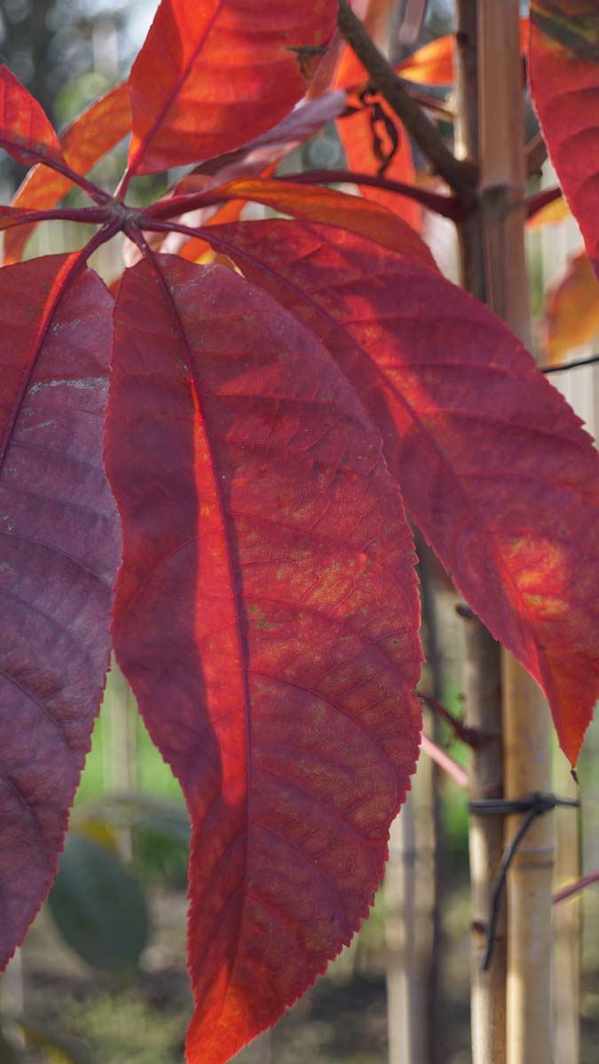 Aesculus chinensis Tuinplanten herfstkleur