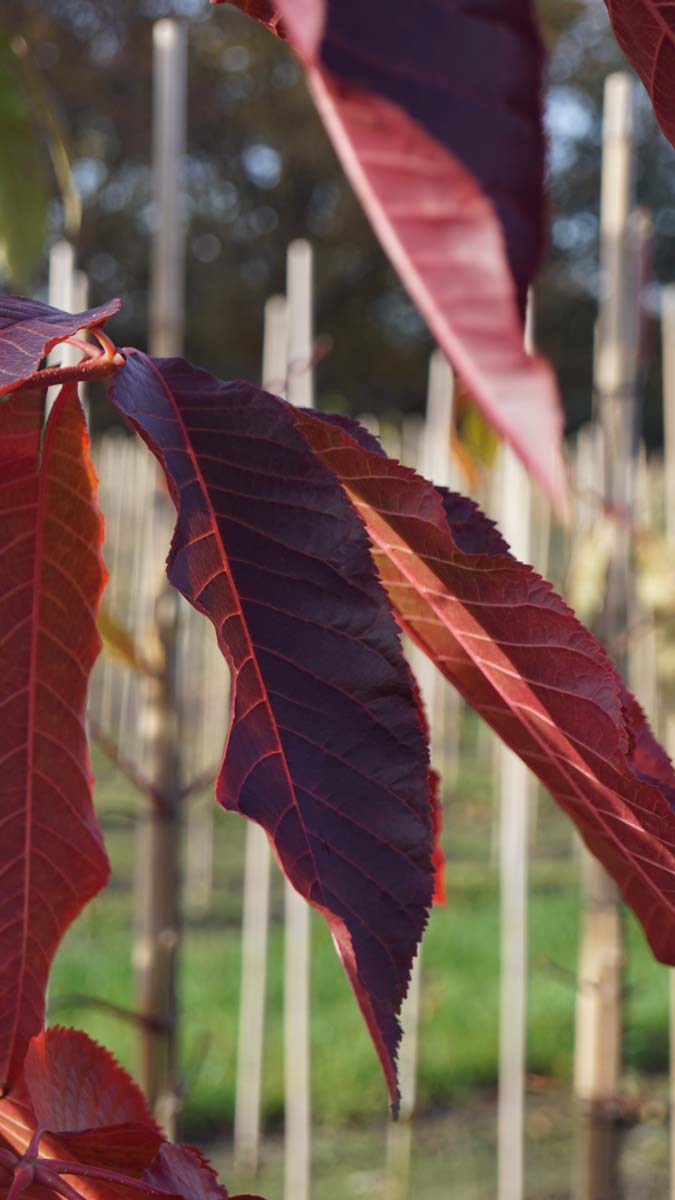 Aesculus chinensis Tuinplanten herfstkleur