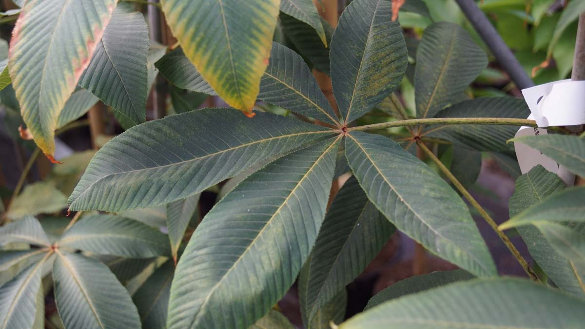 Aesculus flava 'Vestita' Tuinplanten