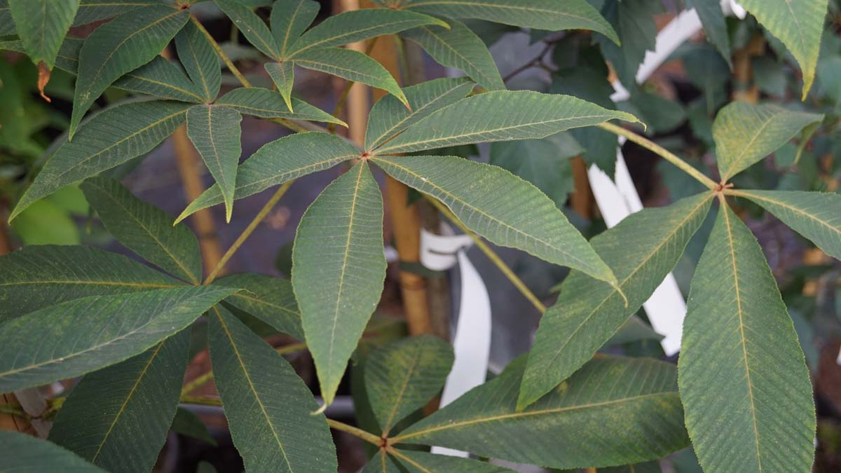 Aesculus flava 'Vestita' solitair