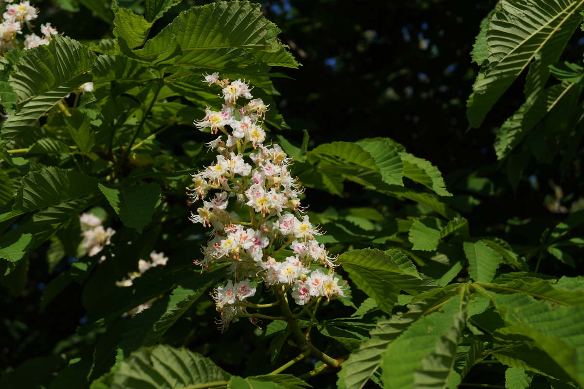 Aesculus hippocastanum op stam