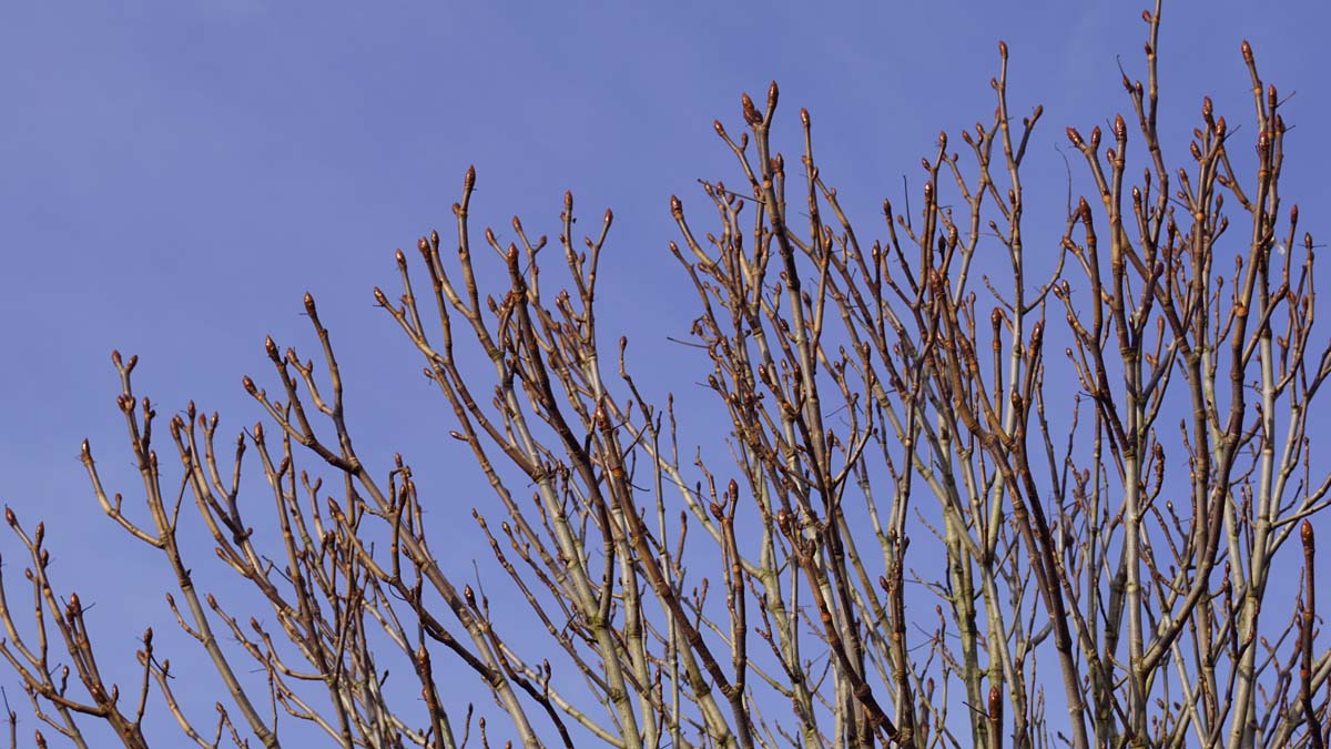 Aesculus hippocastanum 'Pyramidalis' op stam