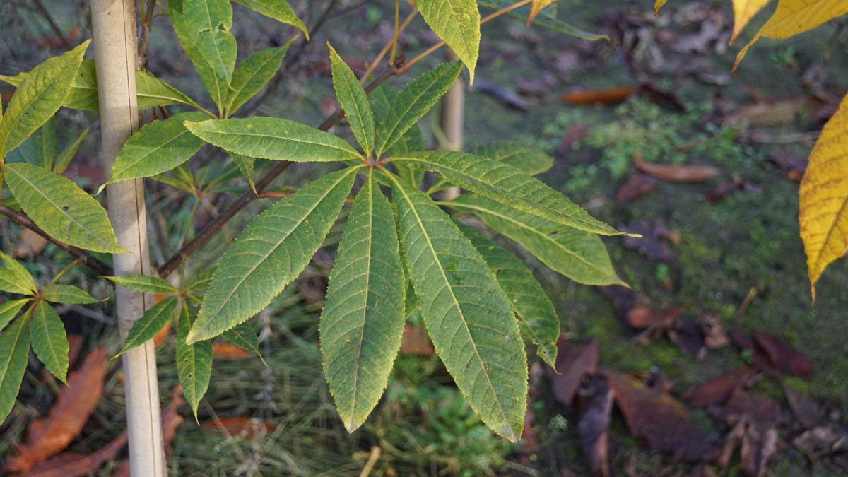 Aesculus indica meerstammig / struik blad
