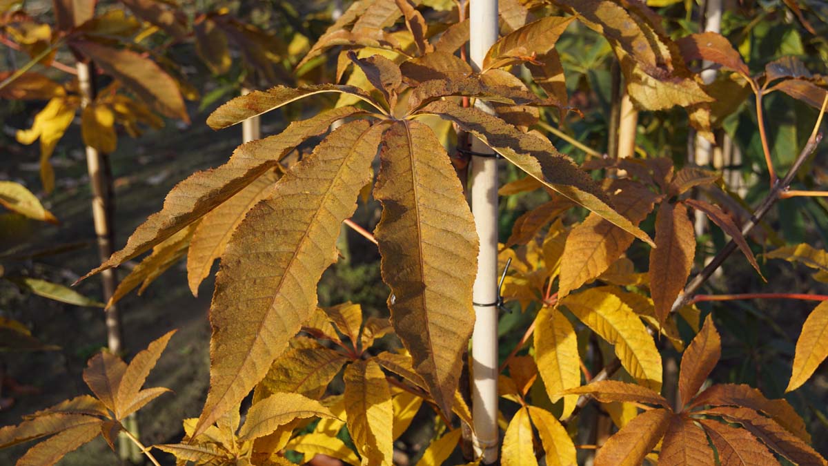 Aesculus indica meerstammig / struik herfstkleur