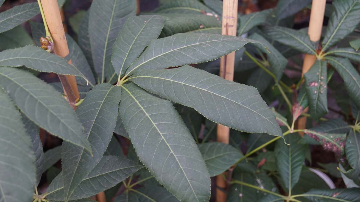 Aesculus indica 'Sydney Pearce' op stam