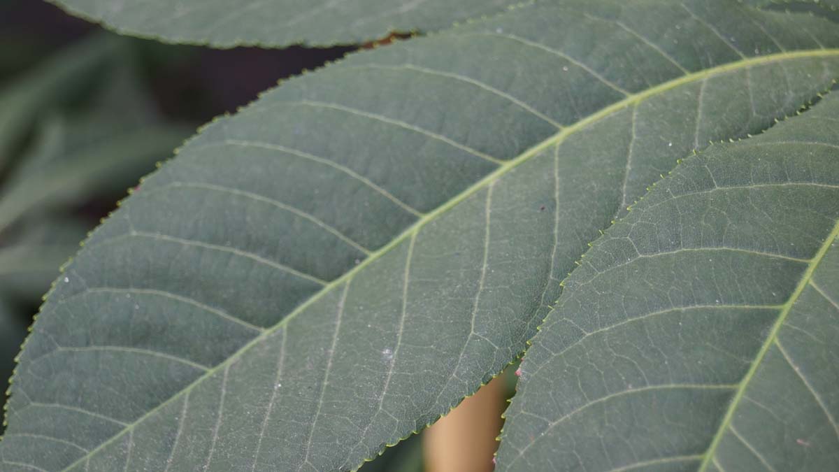 Aesculus indica 'Sydney Pearce' op stam