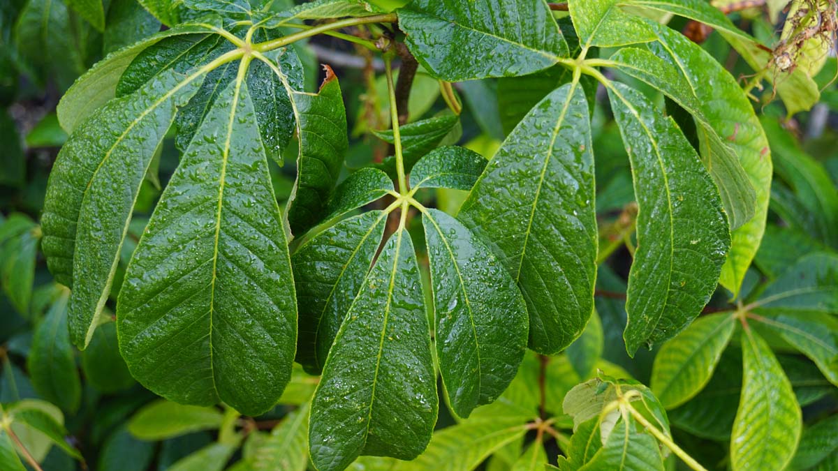 Aesculus parviflora op stam blad