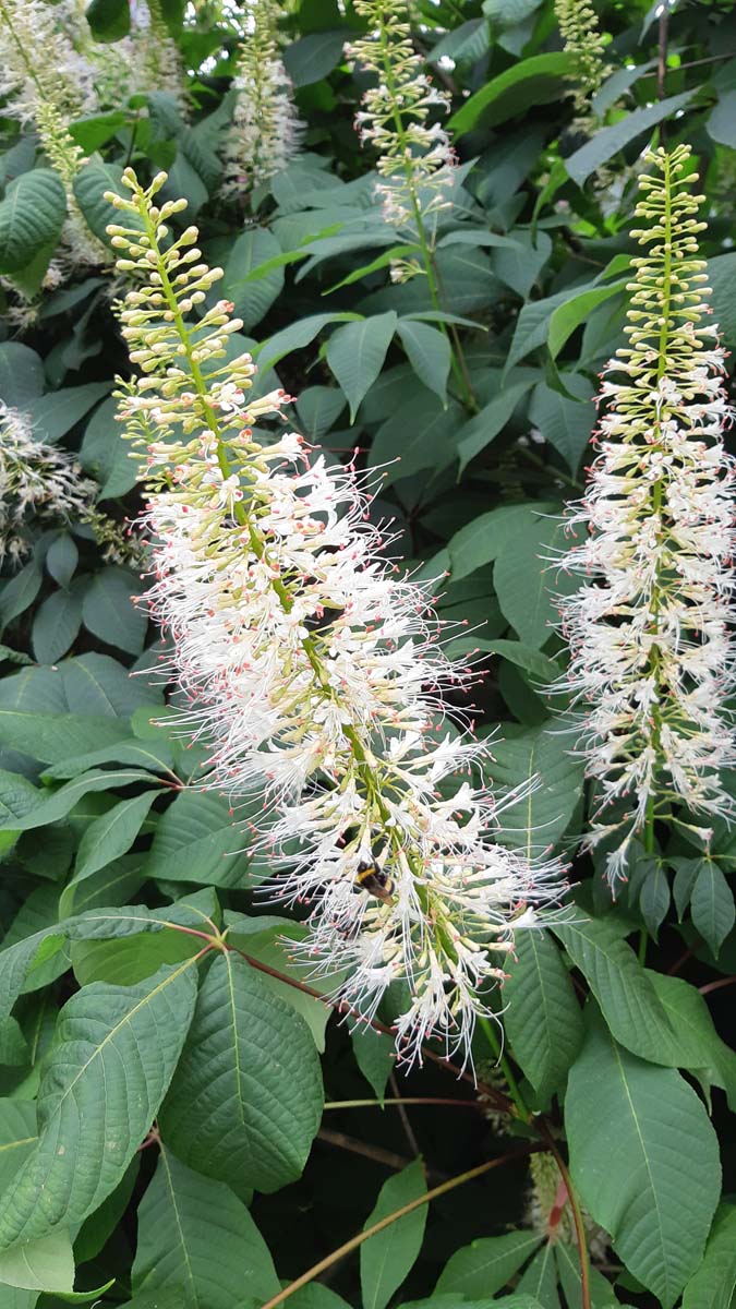 Aesculus parviflora op stam bloem