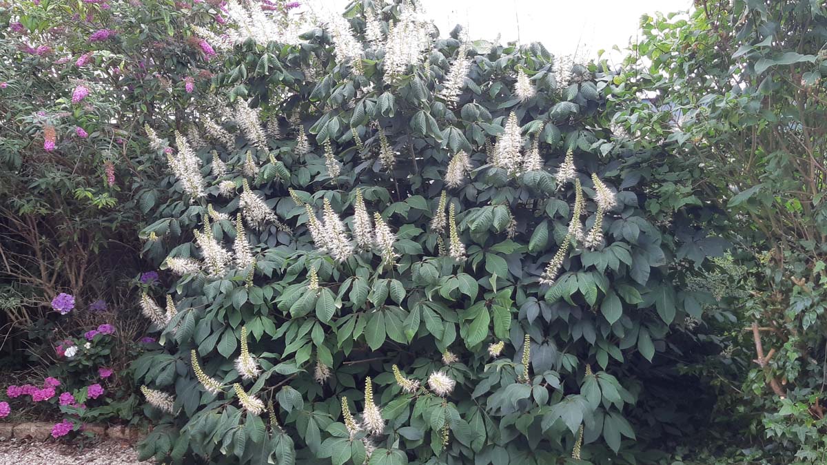 Aesculus parviflora op stam bloesem