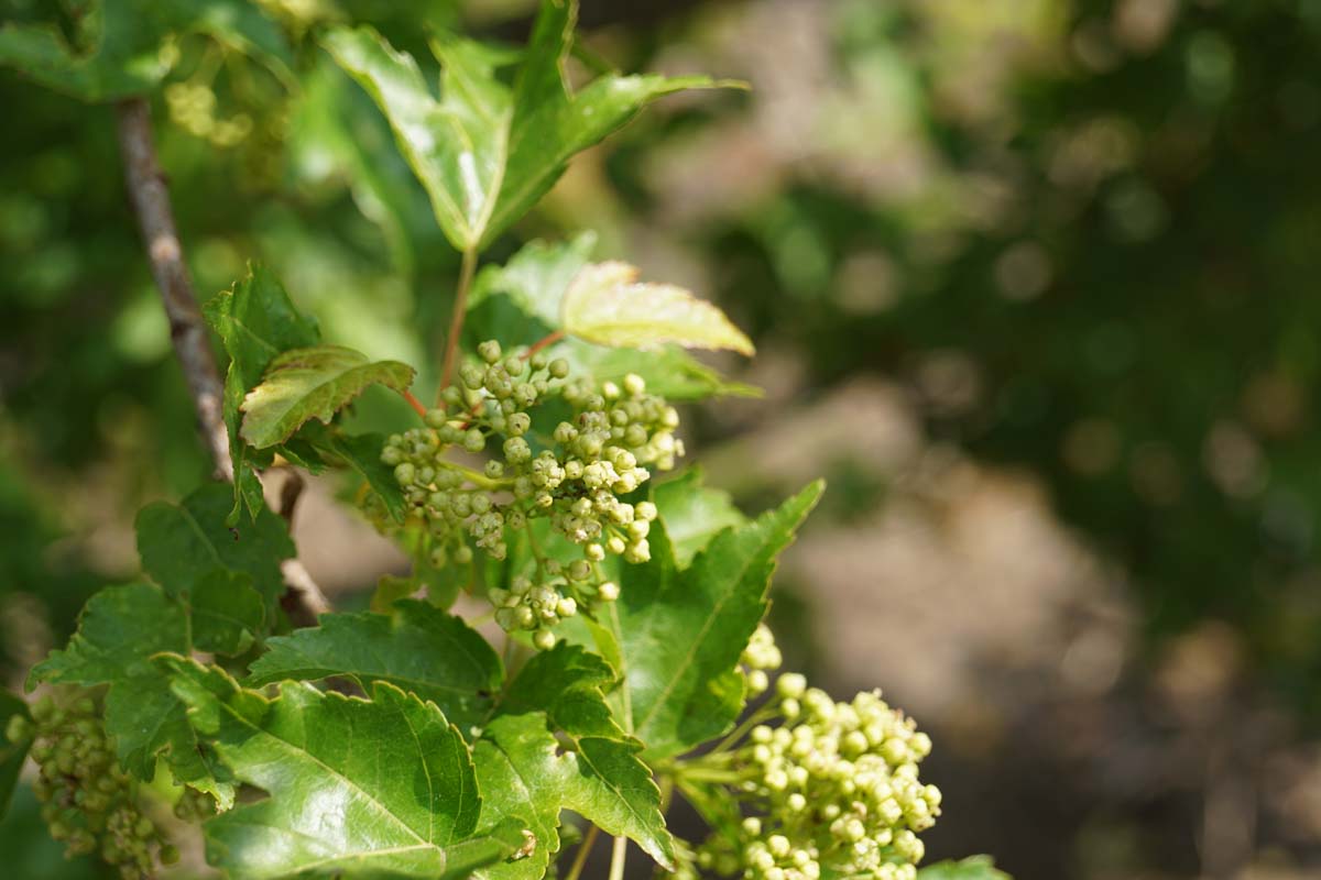Acer tataricum ginnala meerstammig / struik bloem