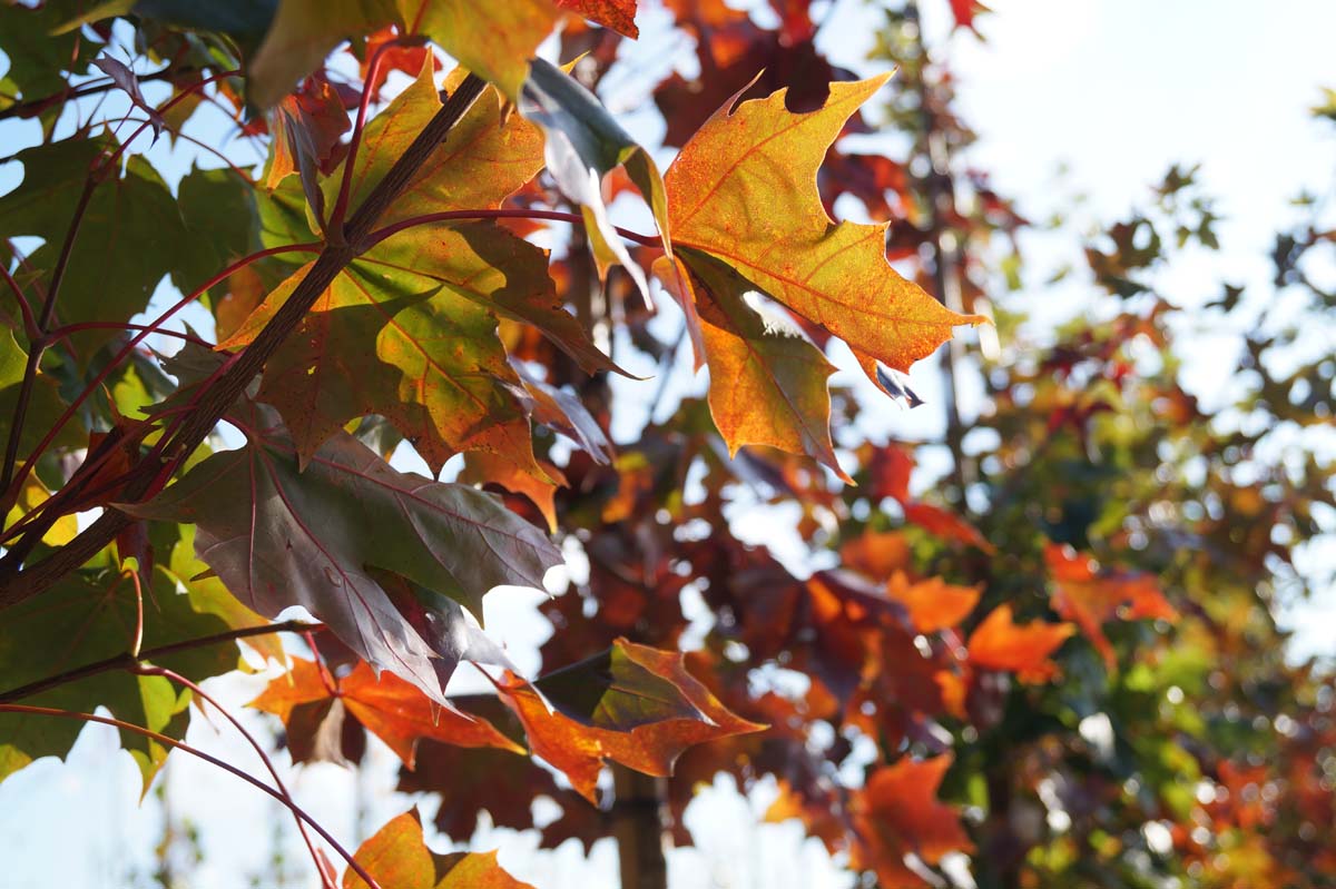 Acer 'Warrenred' op stam blad