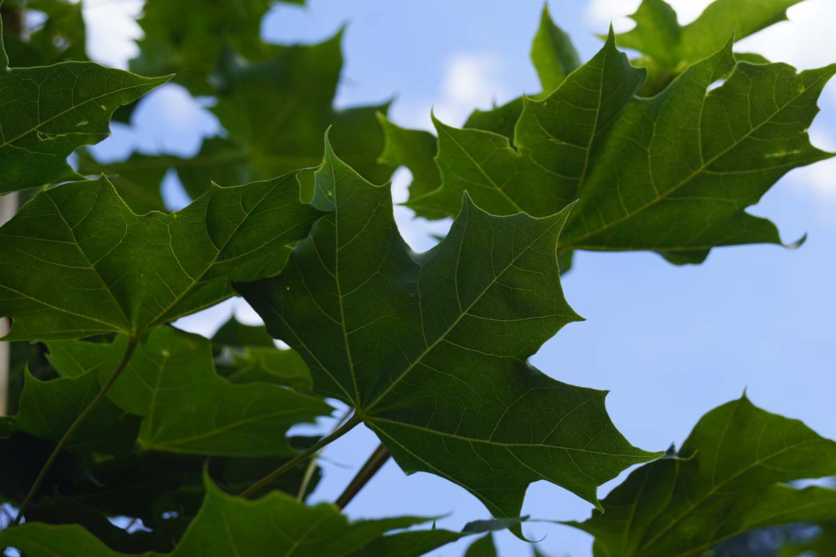 Acer 'Warrenred' Tuinplanten blad
