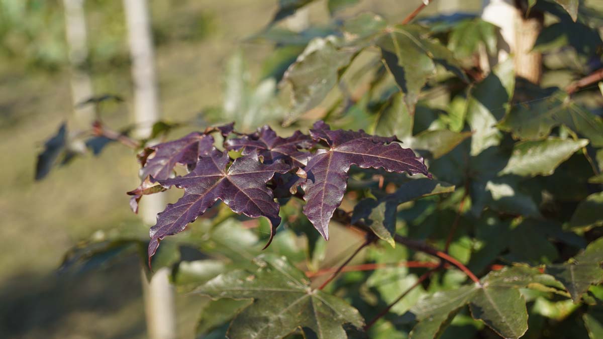 Acer zoeschense 'Annae' Tuinplanten