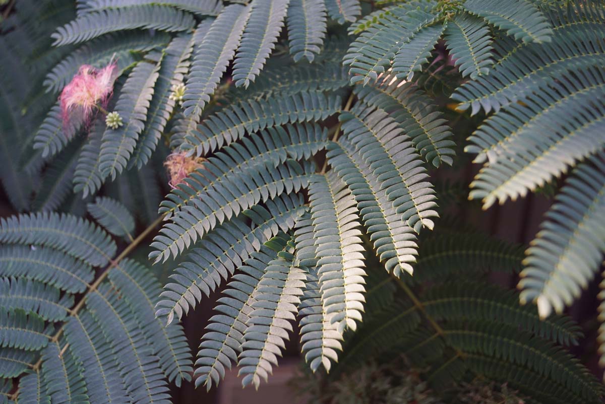 Albizia julibrissin haagplant blad