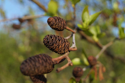 Alnus cordata op stam kegel