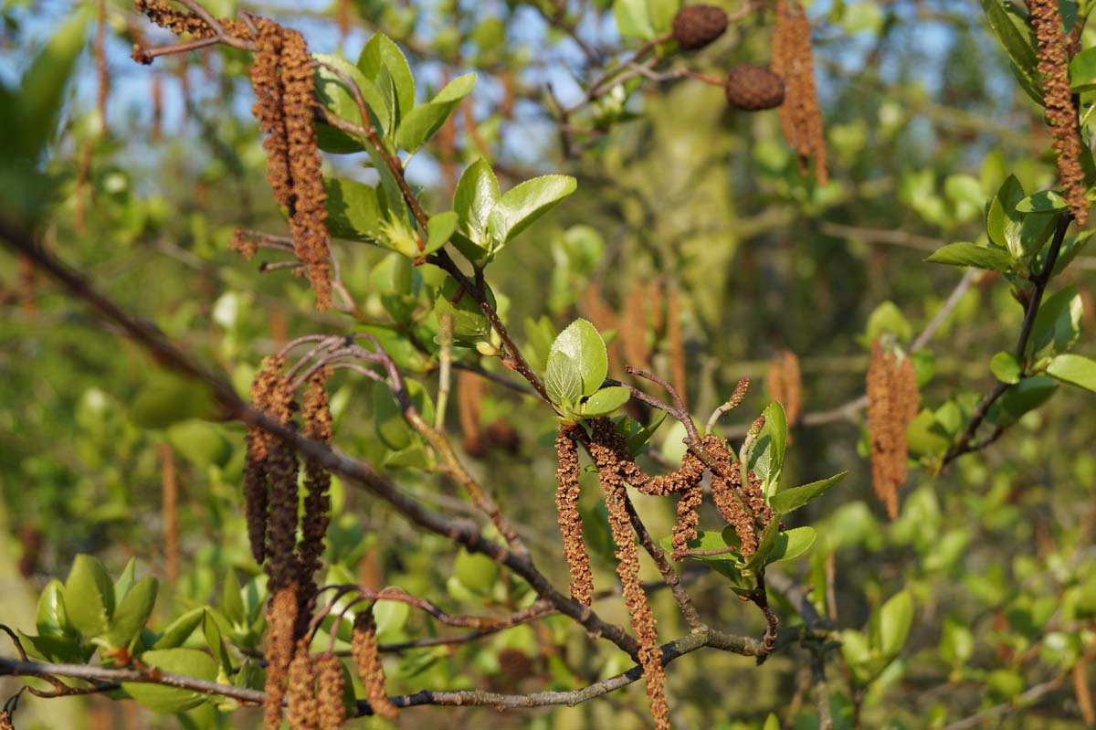 Alnus cordata op stam