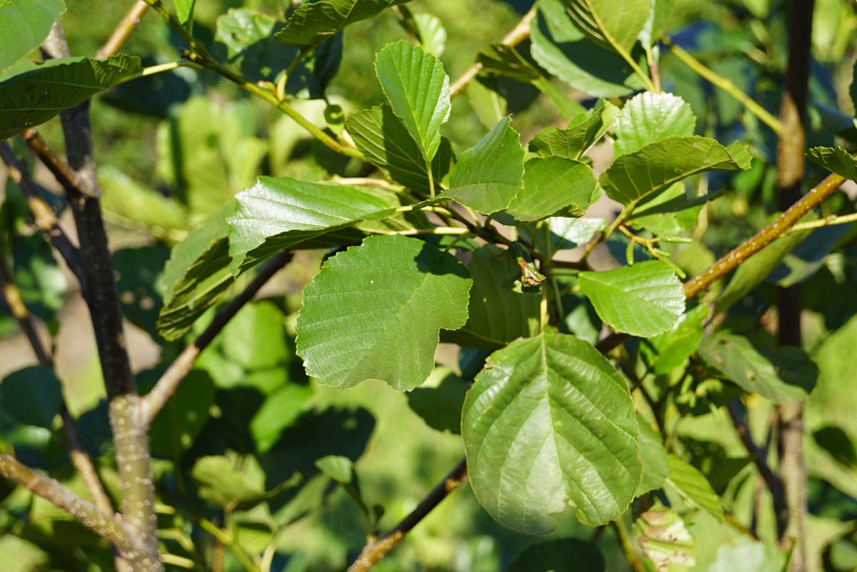 Alnus glutinosa Tuinplanten blad