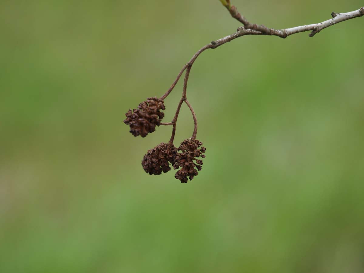Alnus glutinosa solitair kegel