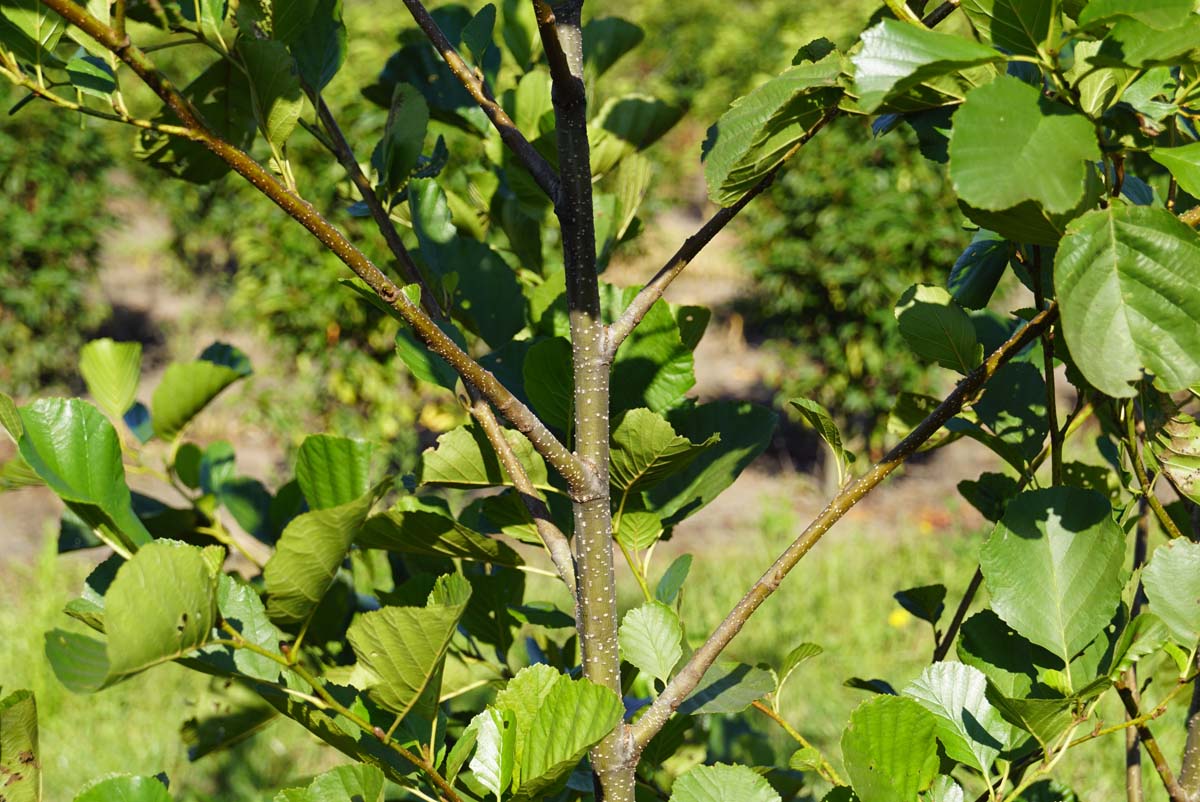 Alnus glutinosa Tuinplanten stam