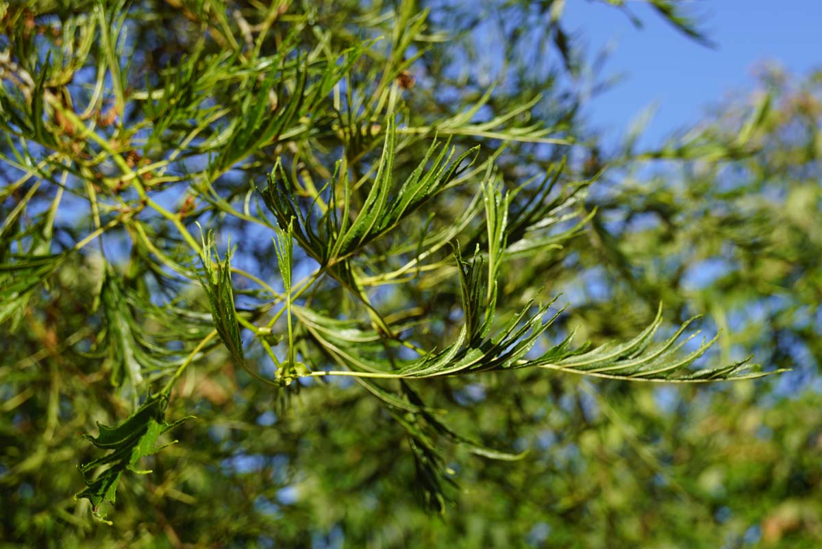 Alnus glutinosa 'Imperialis' meerstammig / struik