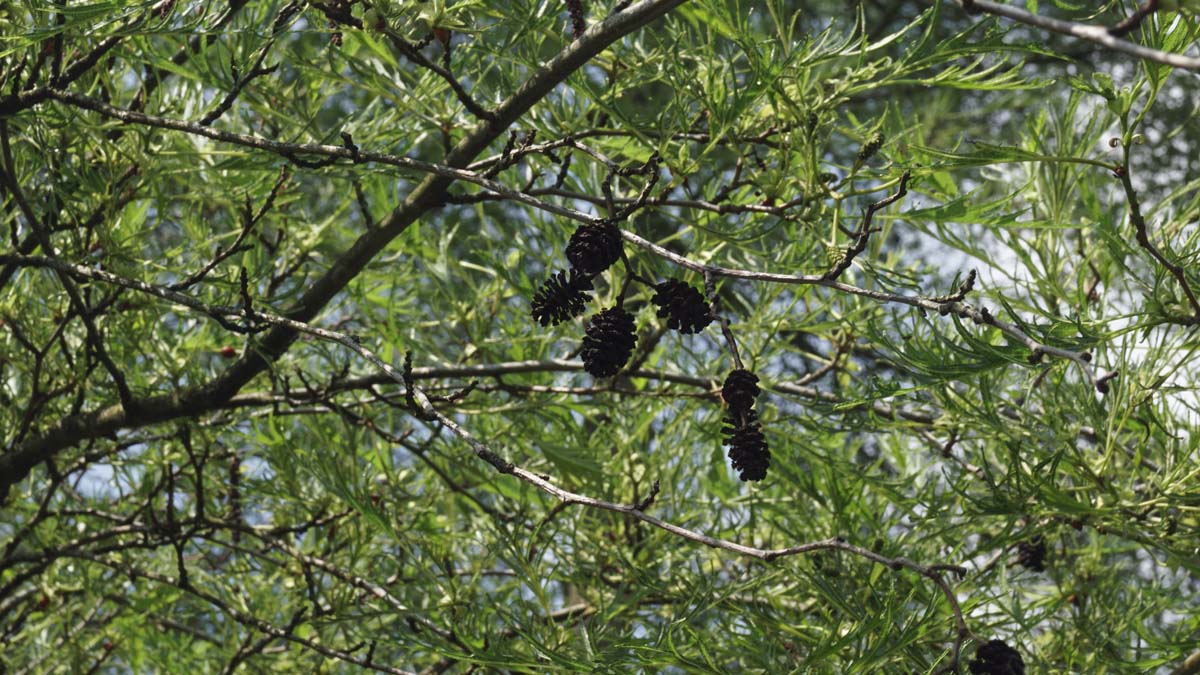 Alnus glutinosa 'Imperialis' meerstammig / struik
