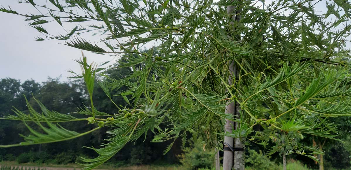 Alnus glutinosa 'Imperialis' meerstammig / struik