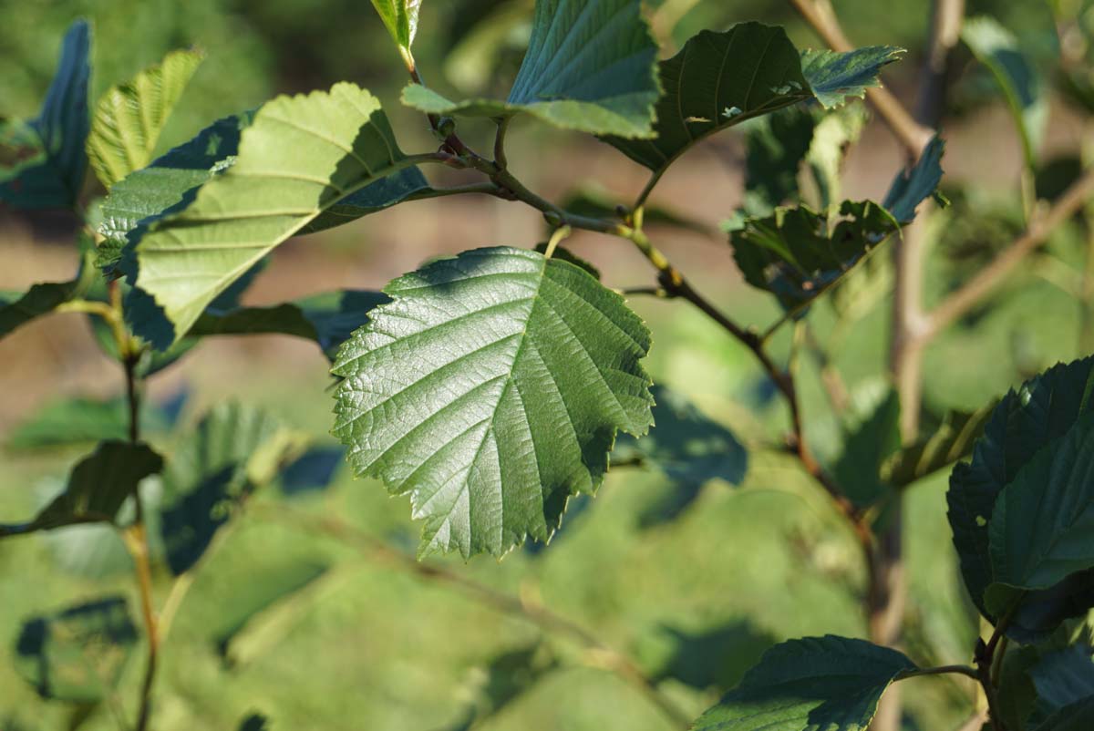 Alnus incana Tuinplanten blad